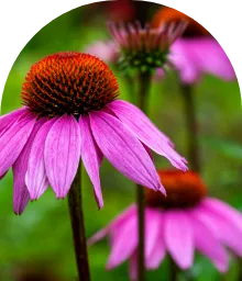 echinacea-purpurea